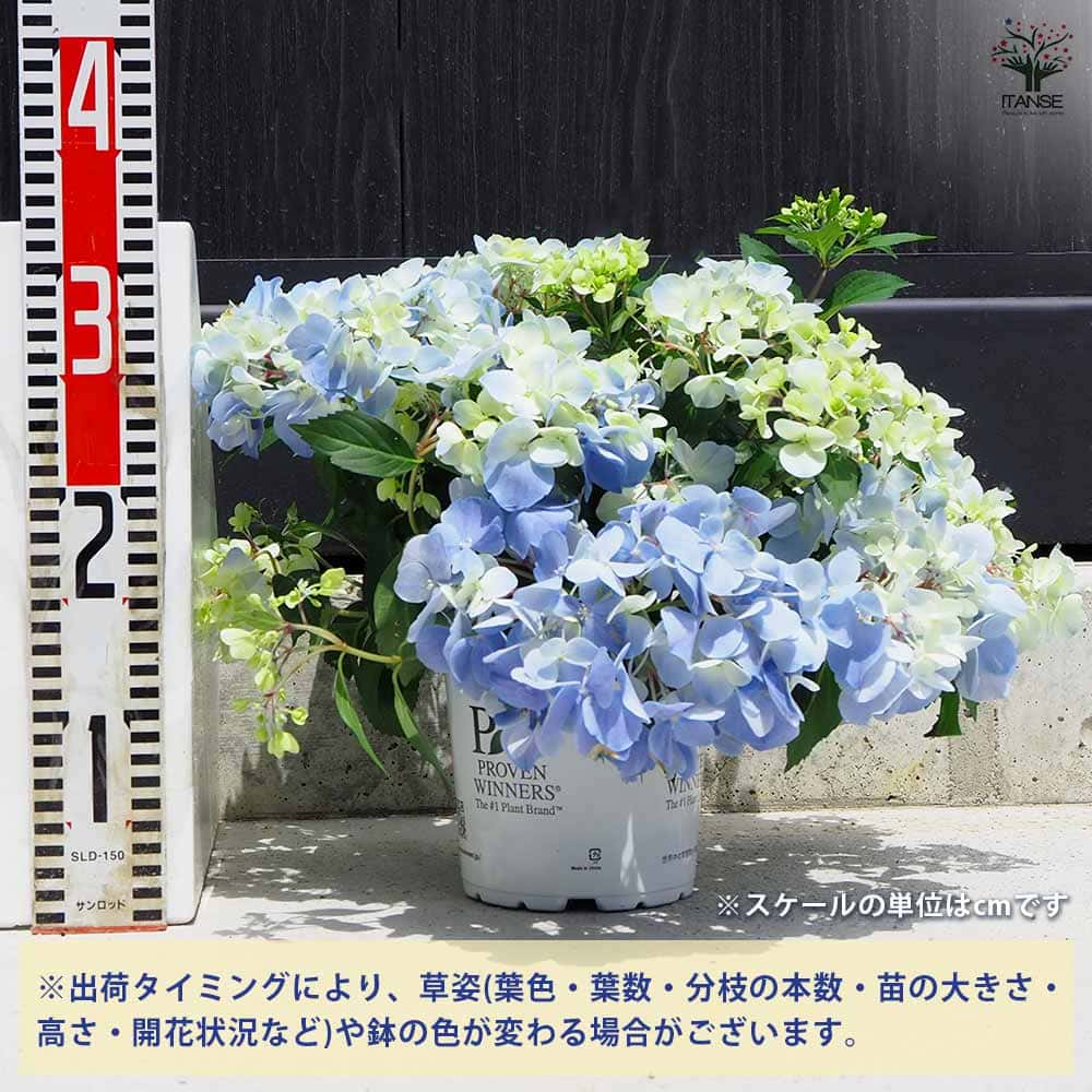 ラグランジア クリスタルヴェール2 【花木苗 5号鉢/1個売り】