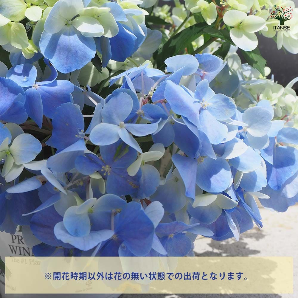 【花苗】5号大苗 PW 正規品 ラグランジア クリスタルヴェール2　現品発送　④ ラグランジア（アジサイ）：クリスタルヴェール【2】5号ポット