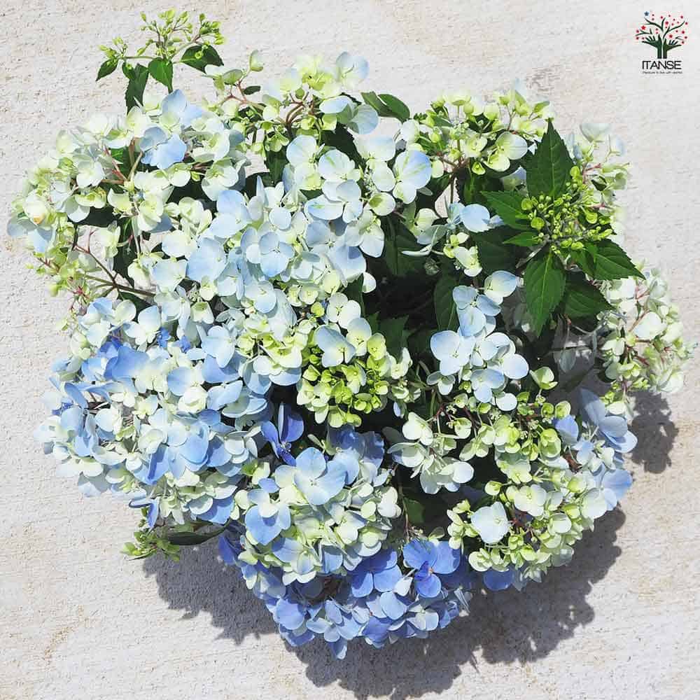ラグランジア クリスタルヴェール2 【花木苗 5号鉢/1個売り】