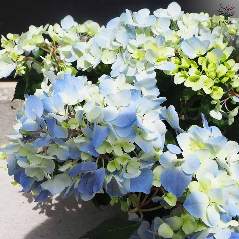 ラグランジア クリスタルヴェール2 【花木苗 5号鉢/1個売り】