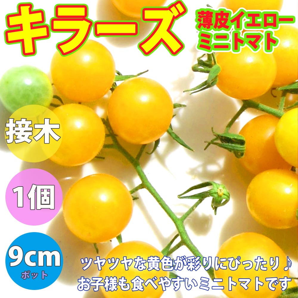 人気&絶対オススメのトマト苗【接木】4品種各1個セット セット品種:アイコ プラム型ミニトマト・フルティカ・フルーツトマト・キラーズ・ピンキー【野菜苗 9cmポット接ぎ木苗 各1個/合計4個】