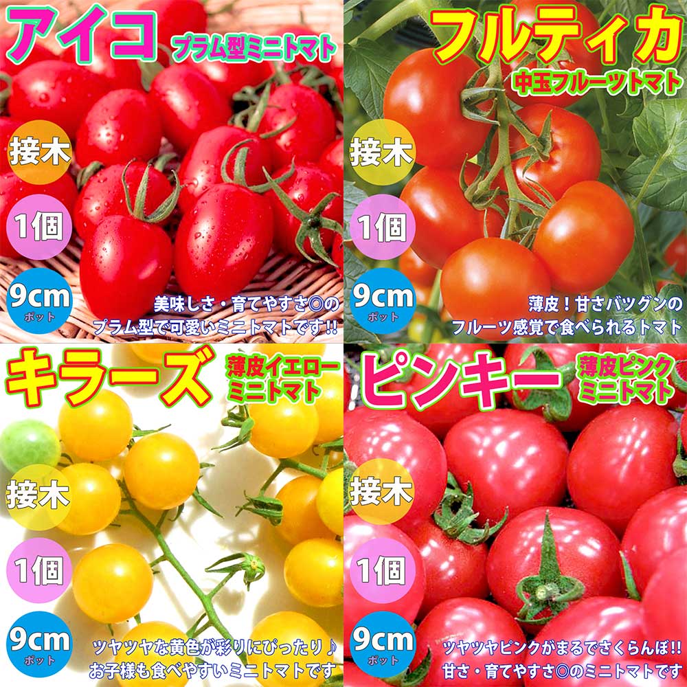 人気&絶対オススメのトマト苗【接木】4品種各1個セット セット品種:アイコ プラム型ミニトマト・フルティカ・フルーツトマト・キラーズ・ピンキー【野菜苗 9cmポット接ぎ木苗 各1個/合計4個】