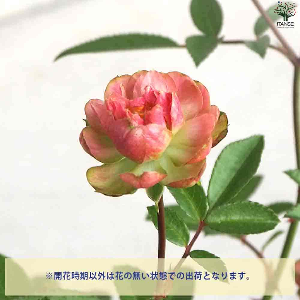 ミニ薔薇 ラディッシュ 【花苗 3.5号ポット】｜ 【植物のITANSE 