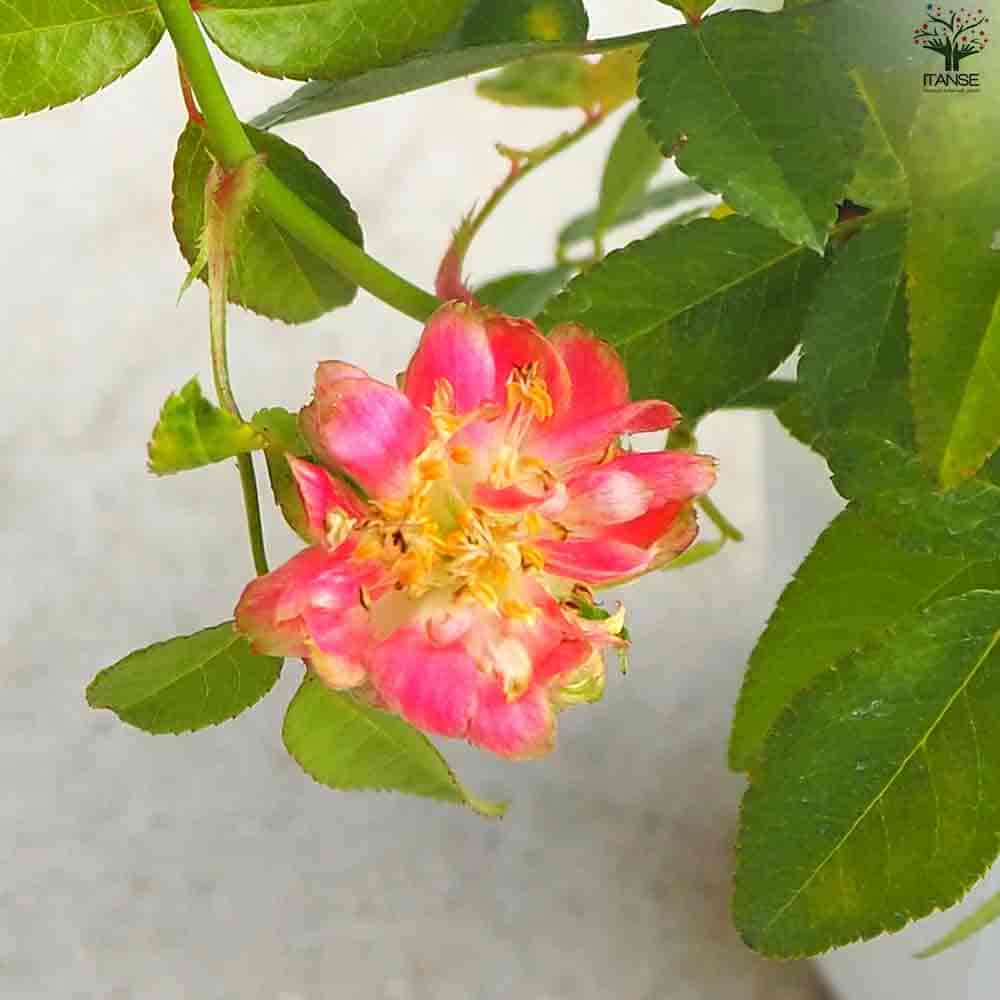 ミニ薔薇 ラディッシュ 【花苗 3.5号ポット】｜ 【植物のITANSE 