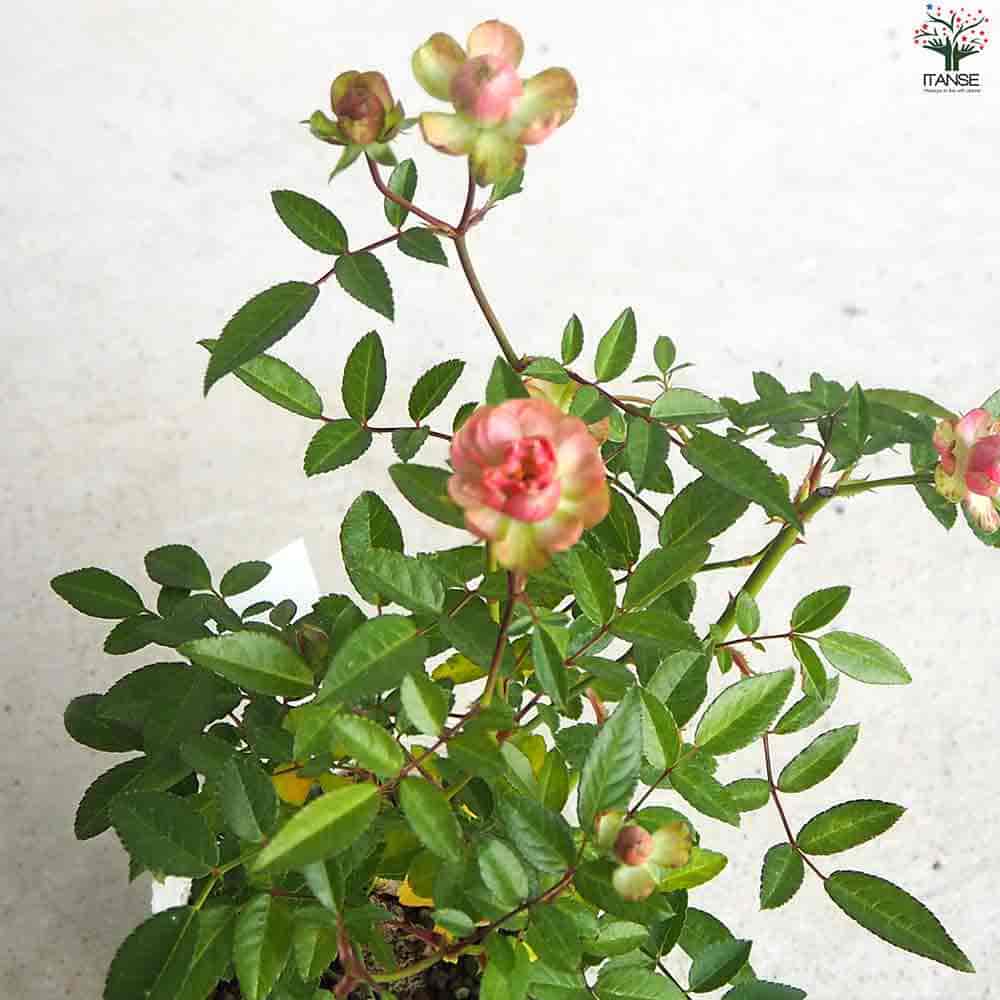 ミニ薔薇 ラディッシュ 【花苗 3.5号ポット】｜ 【植物のITANSE