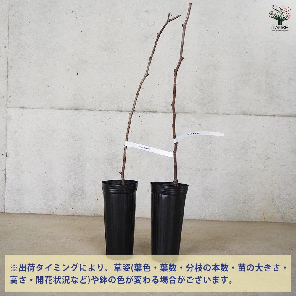 なつめ　苗木 楽天市場】果樹 ナツメ 苗木 新疆棗王 棗 2年生 接ぎ木苗 しんきょう