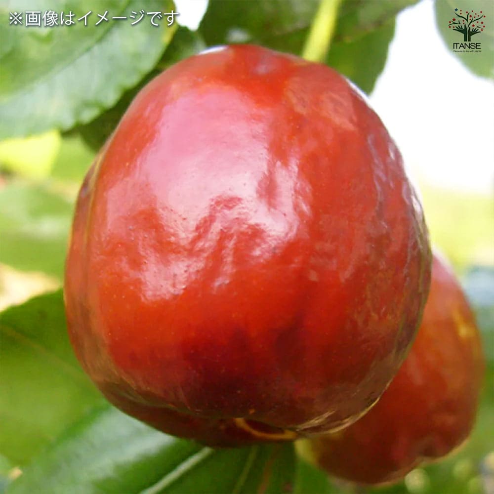 なつめ 新疆棗王 【果樹苗／4号／接木苗】｜ 【植物のITANSE