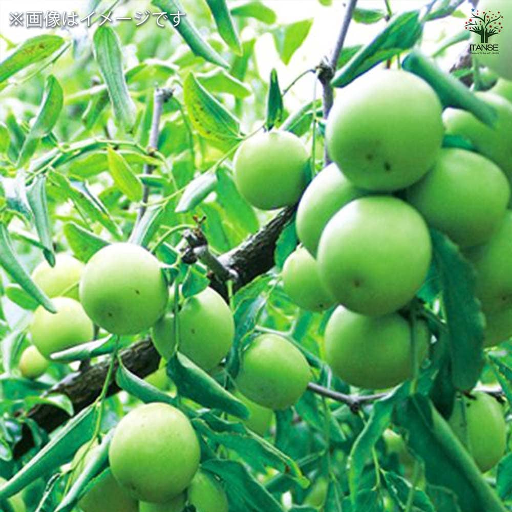 なつめ 新疆棗王 【果樹苗／4号／接木苗】｜ 【植物のITANSE
