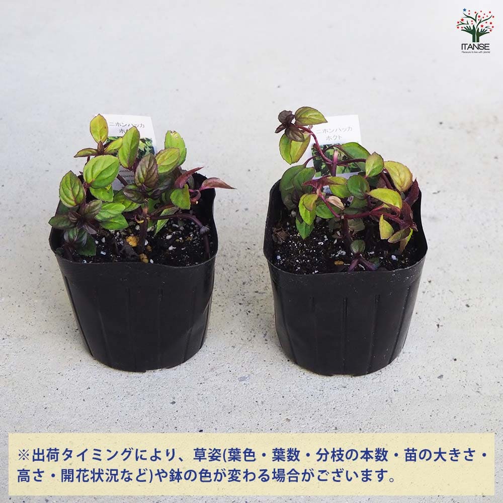 ニホンハッカ ほくと 【ハーブの苗 9cmポット／お買い得3個セット】