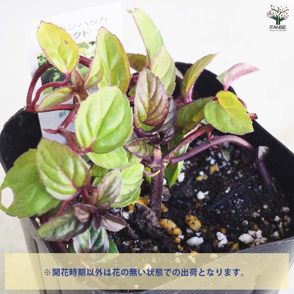 パープルボンボン　カット苗　多肉植物　宅急便発送 28 【現物発送】 多肉植物 カット苗 大きめ 50個 60サイズ発送 カット