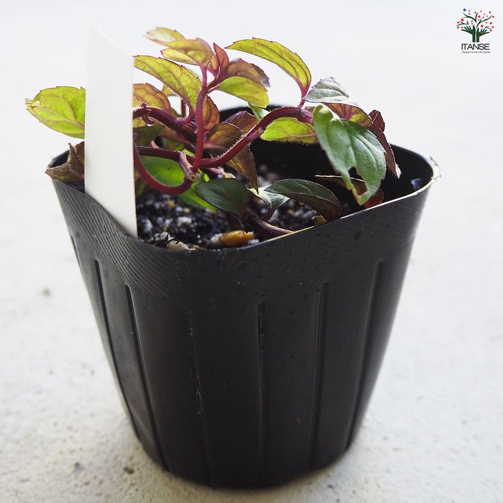 ニホンハッカ ほくと 【ハーブの苗 9cmポット／お買い得3個セット】