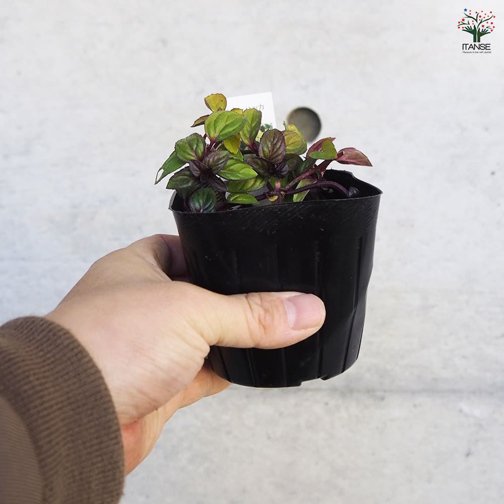 ニホンハッカ ほくと 【ハーブの苗 9cmポット／お買い得3個セット