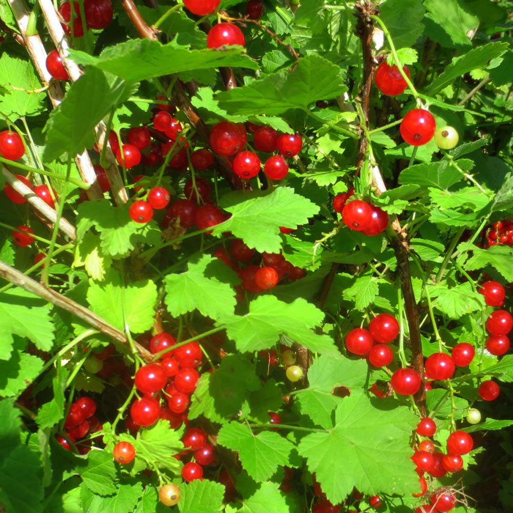 スグリ　苗 61Zynd9jrhL._AC_UF350,