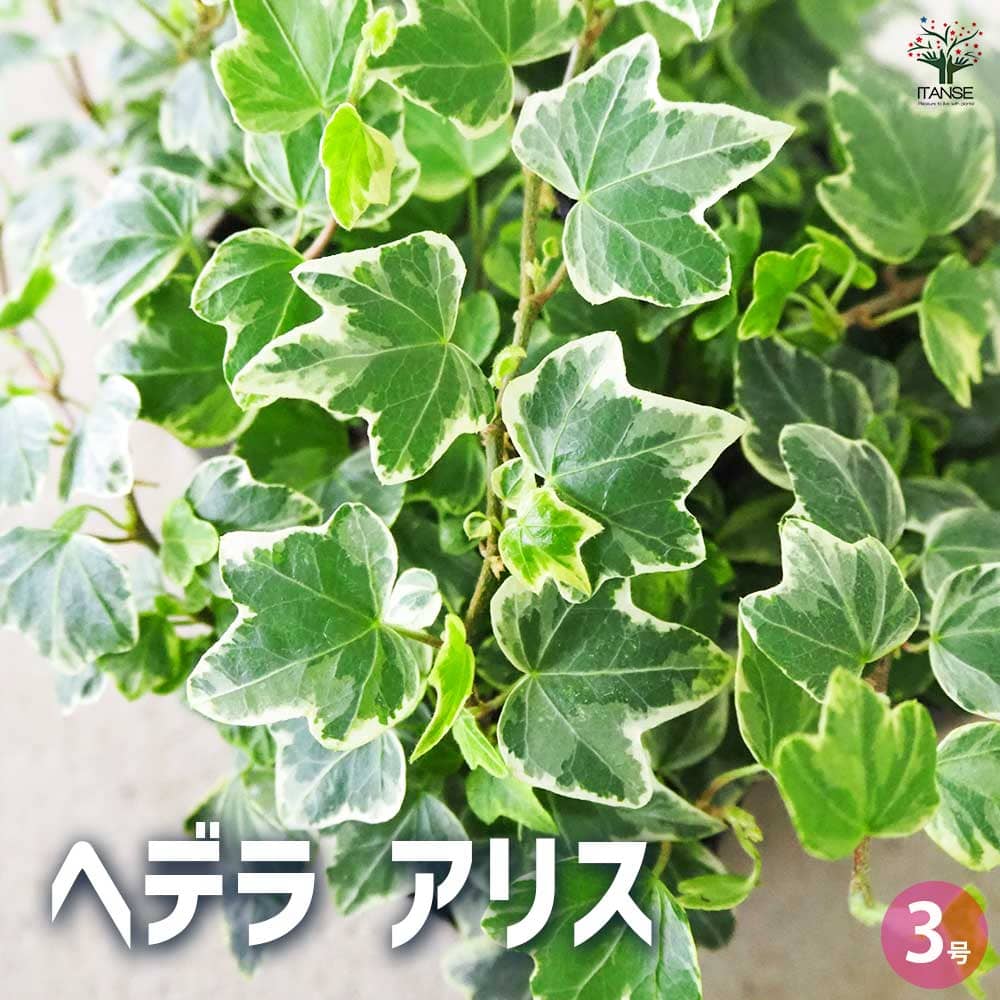 ヘデラ アリス 【観葉植物 3号】
