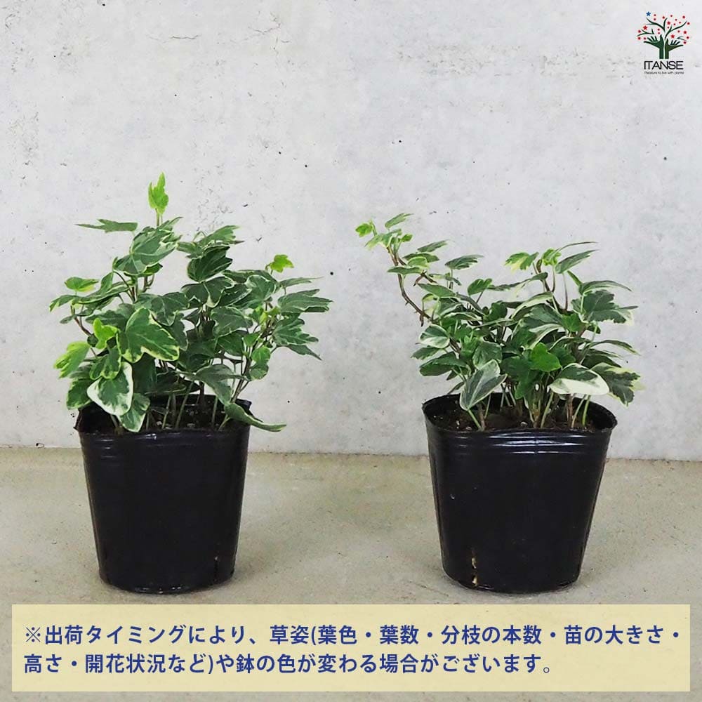 ヘデラ アリス 【観葉植物 3号】