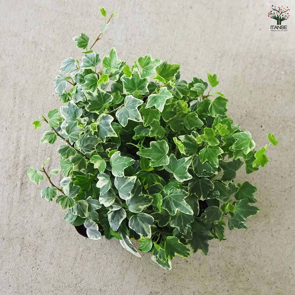 ヘデラ アリス 【観葉植物 3号】