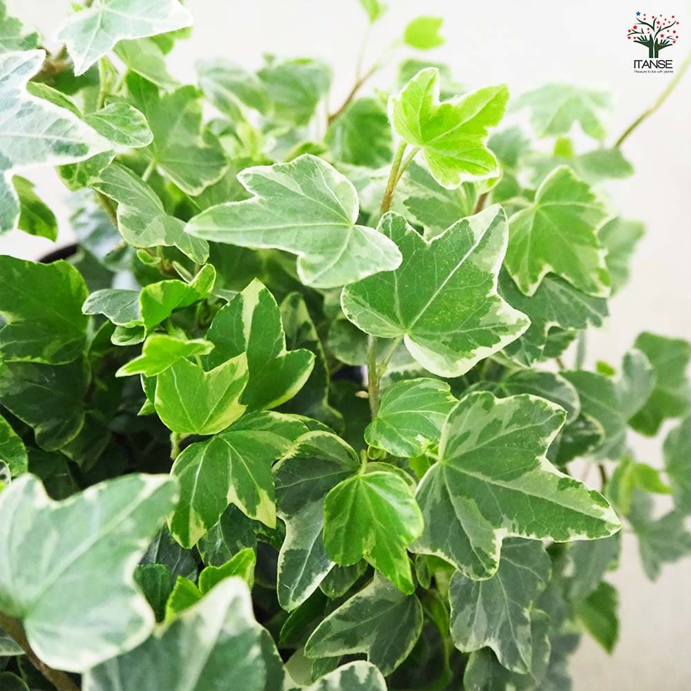 ヘデラ アリス 【観葉植物 3号】