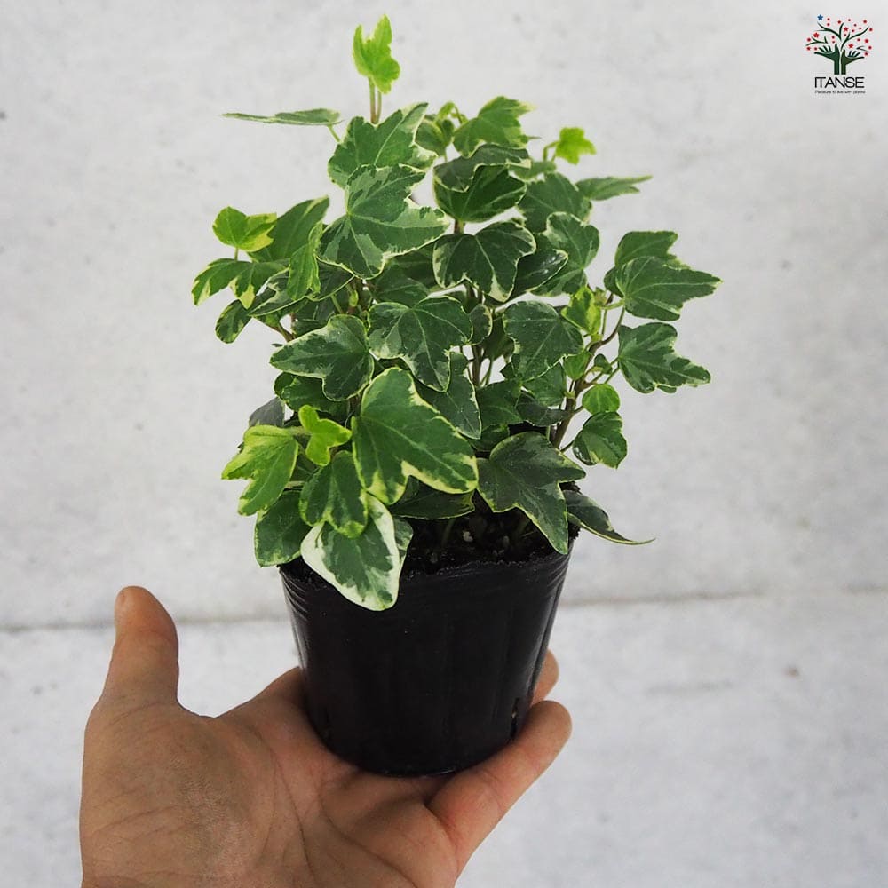 ヘデラ アリス 【観葉植物 3号】