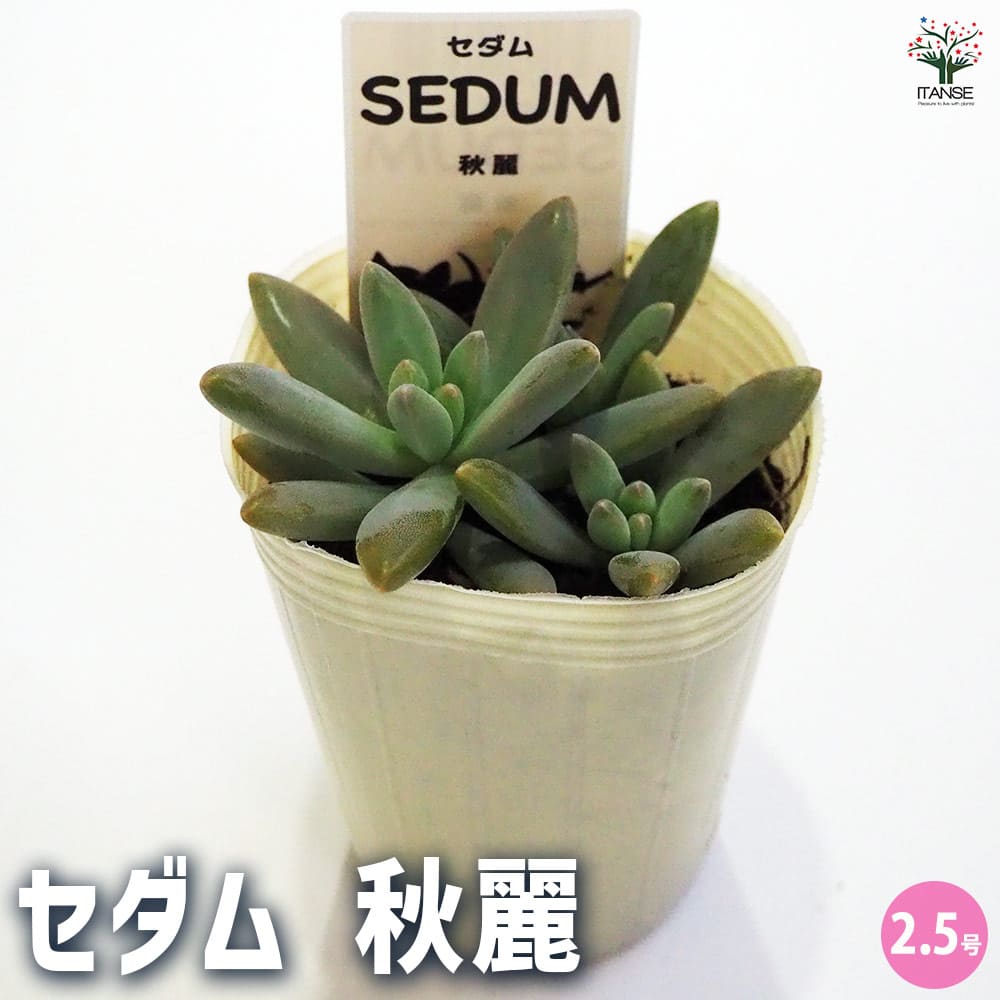 セダム 秋麗 【多肉植物 2.5号／1個～】｜ 【植物のITANSE