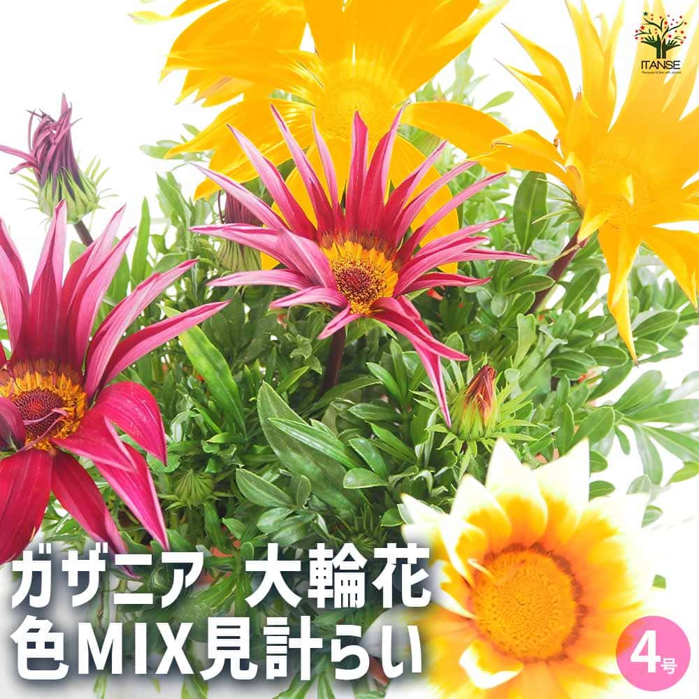 ガザニア 大輪MIX色見計らい 【花苗 4号】｜ 【植物のITANSE