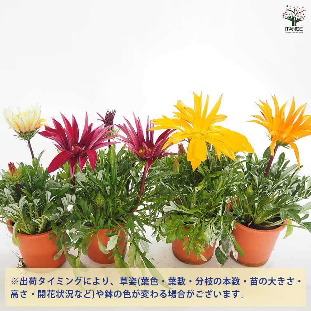 ガザニア　苗　蕾付き ガザニアのオレンジの苗 蕾付き - メルカリ