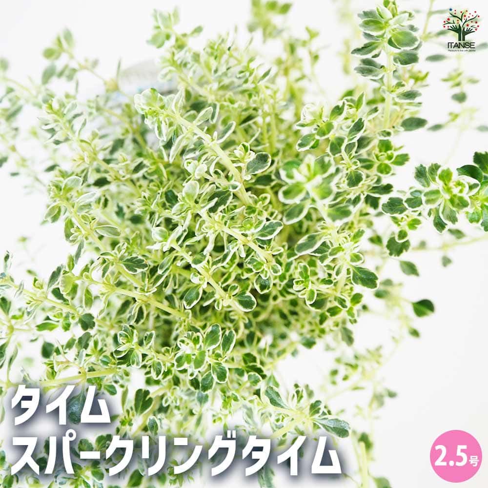 タイム スパークリングタイム 【ハーブの苗 2.5号】