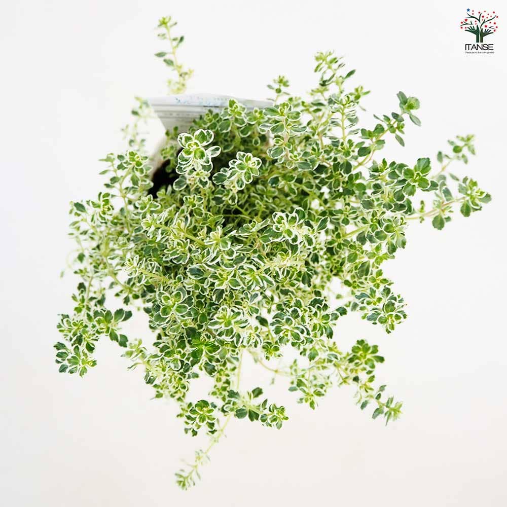 タイム スパークリングタイム 【ハーブの苗 2.5号】