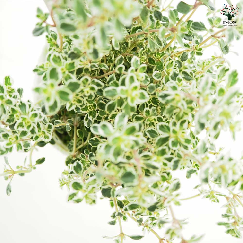 タイム スパークリングタイム 【ハーブの苗 2.5号】