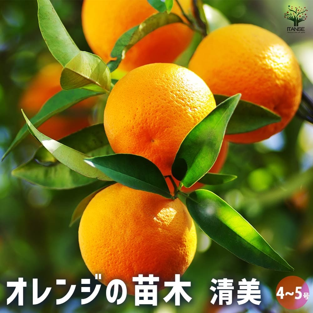 清美オレンジ 【果樹の苗木 4号／1個売り】