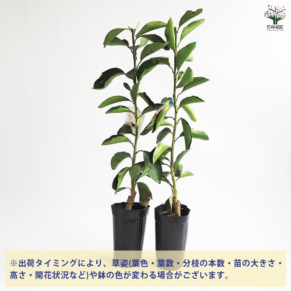 清美オレンジ 【果樹の苗木 4号／1個売り】