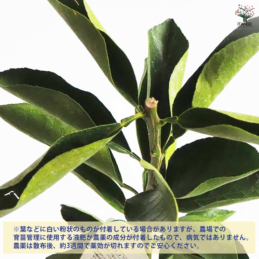 清美オレンジ 【果樹の苗木 4号／1個売り】