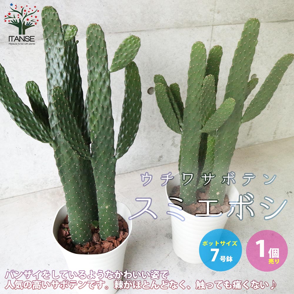 Itanse良品ｾﾚｸﾄ通販