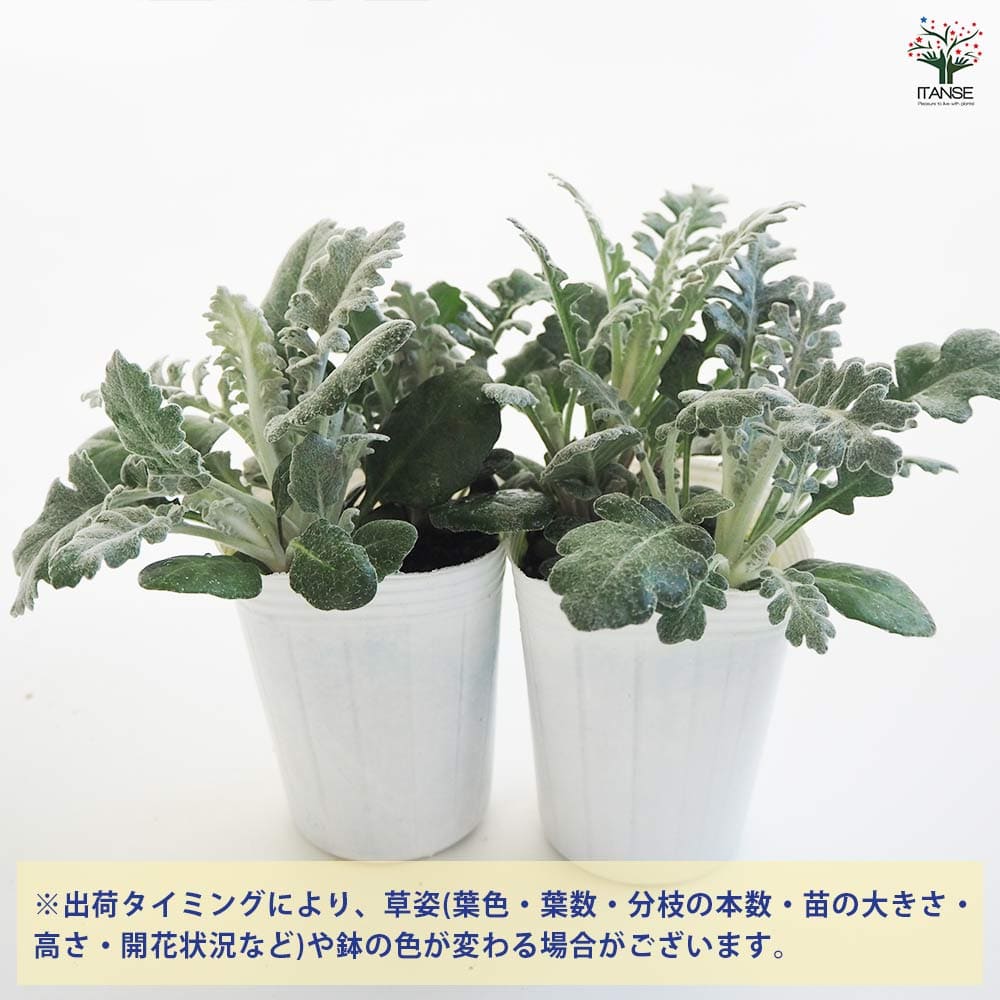 ダスティミラー シルバーダスト2個～ 【花苗 2.5号】｜ 【植物の
