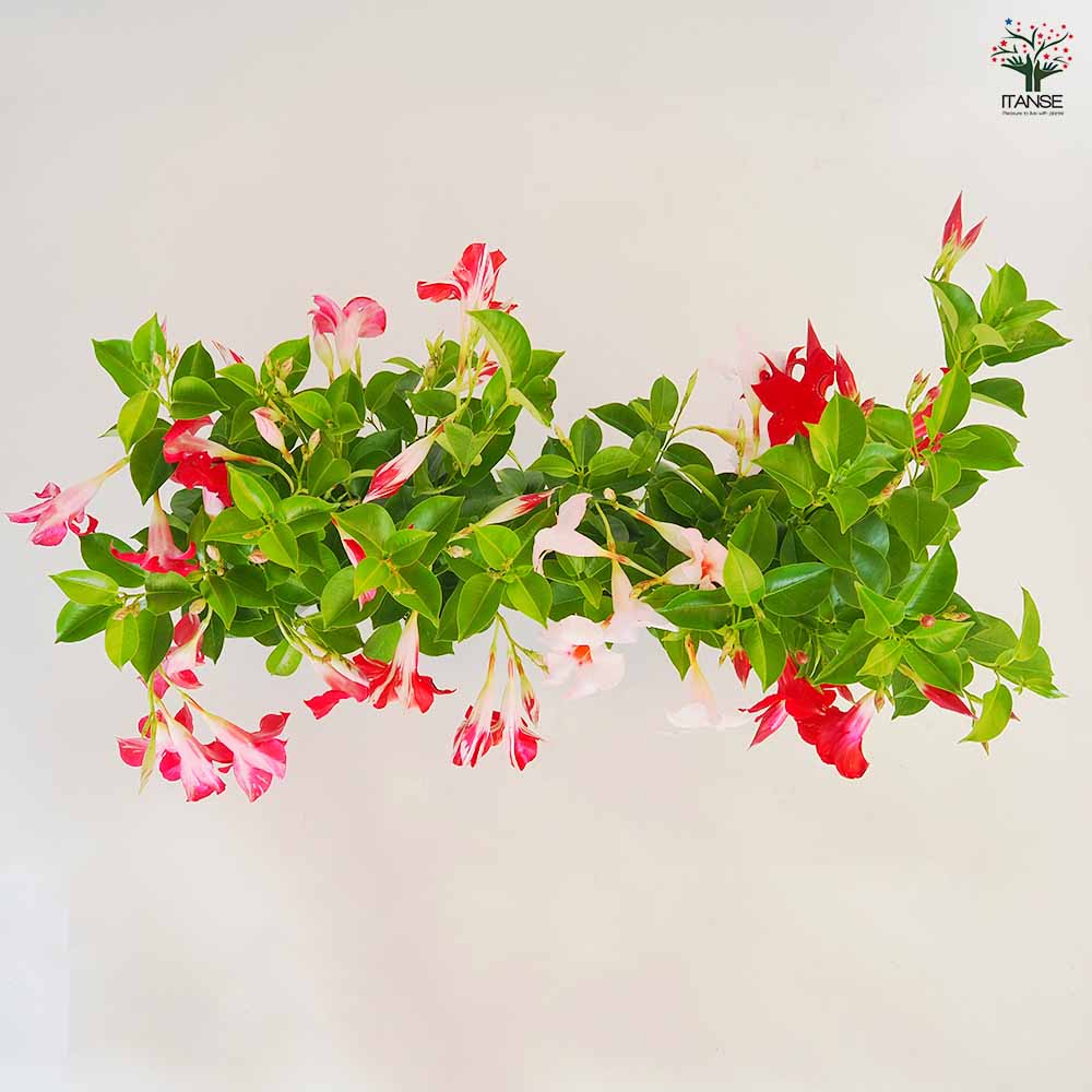 マンデビラ ファッションシリーズ 【花苗 3.5号】｜ 【植物の