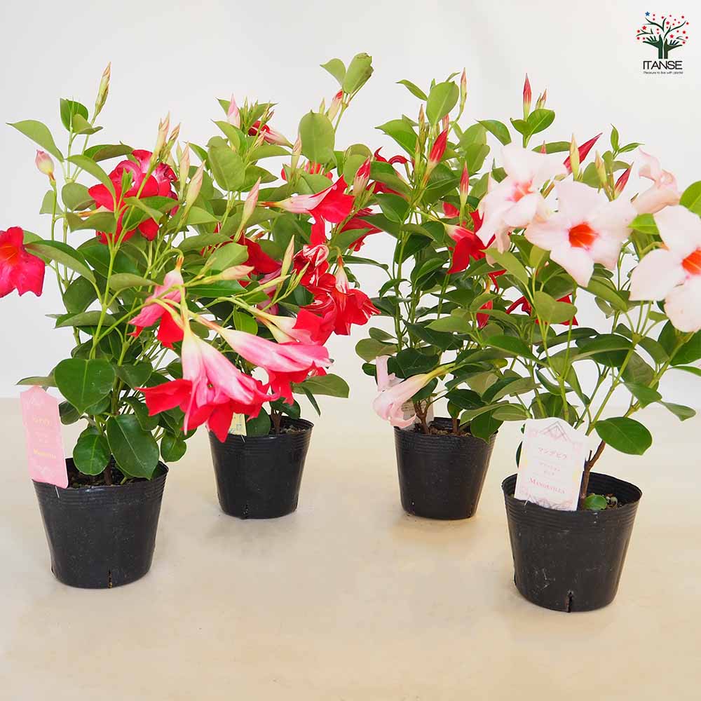 マンデビラ ファッションシリーズ 【花苗 3.5号】｜ 【植物の