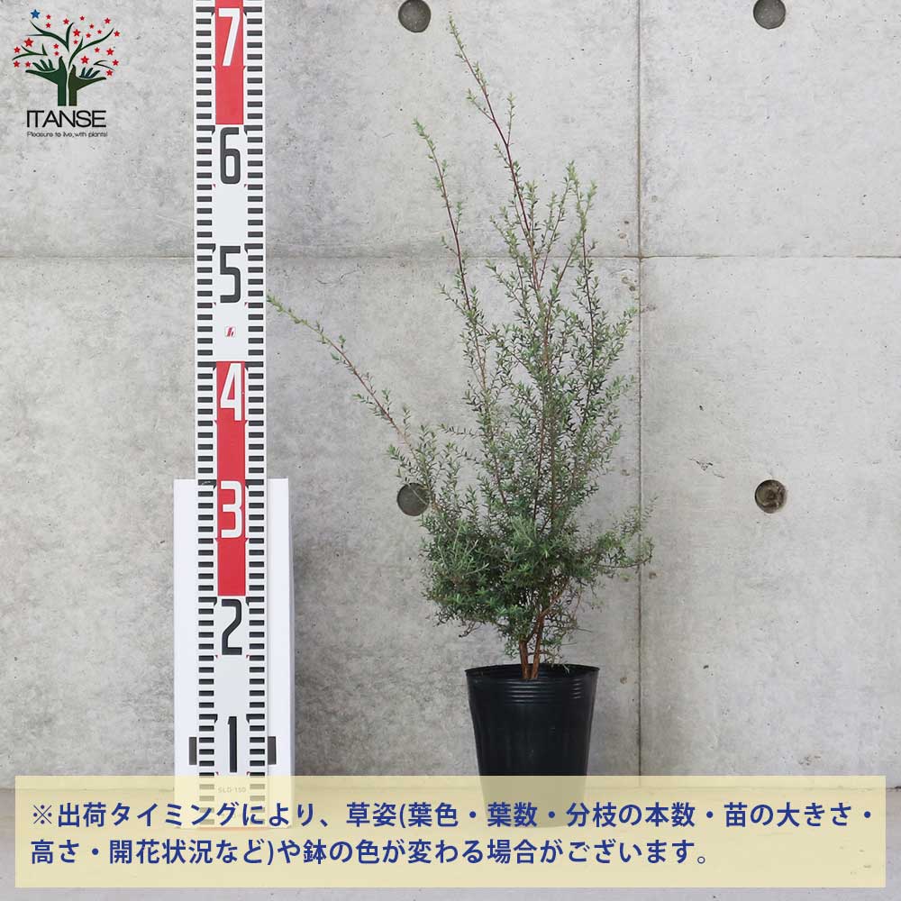 Itanse良品ｾﾚｸﾄ通販