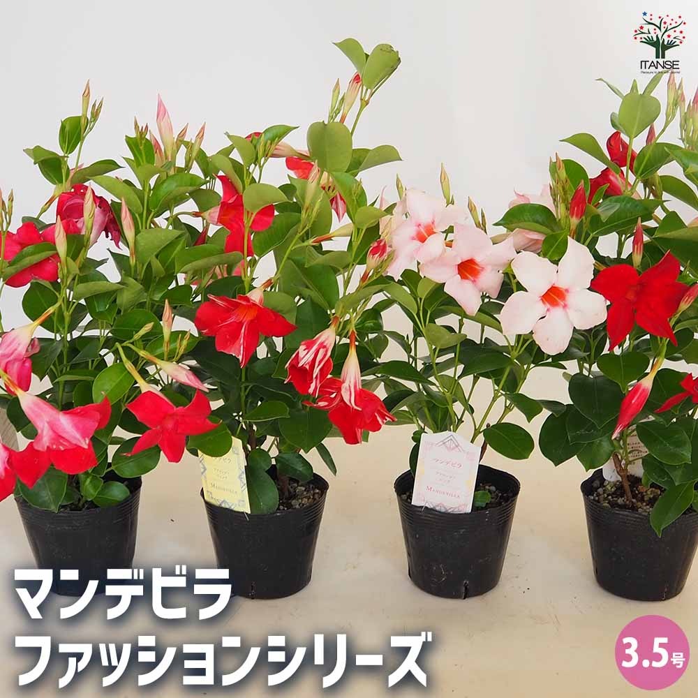 マンジュリカおまとめページ cocca(コッカ) ｜生地通販｜Paper message/ペーパーメッセージ