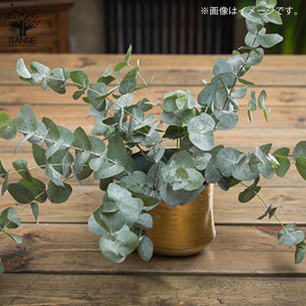 ユーカリ ブリジシアナ【庭木 5号ポット大苗 植木・花木・ハーブ苗／1 
