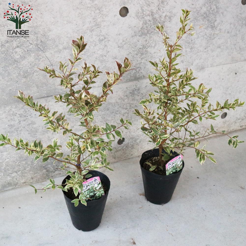 Itanse良品ｾﾚｸﾄ通販