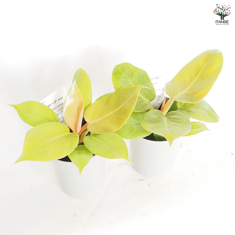 フィロデンドロン メリノニーゴールド 【観葉植物 4号】｜ 【植物の