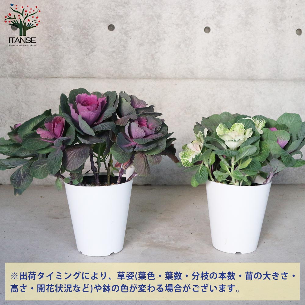 Itanse良品ｾﾚｸﾄ通販