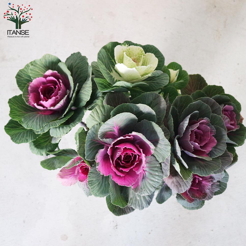 Itanse良品ｾﾚｸﾄ通販