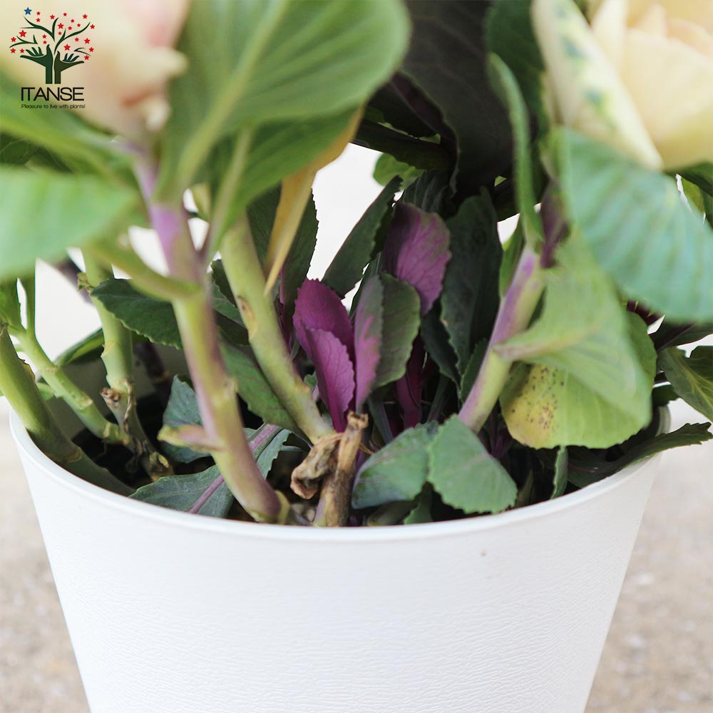 Itanse良品ｾﾚｸﾄ通販