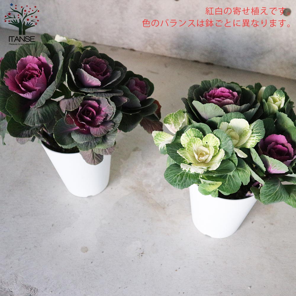 Itanse良品ｾﾚｸﾄ通販