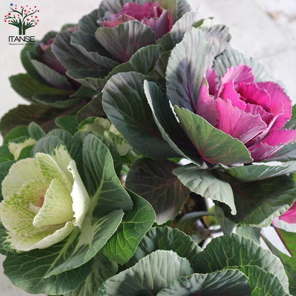 Itanse良品ｾﾚｸﾄ通販