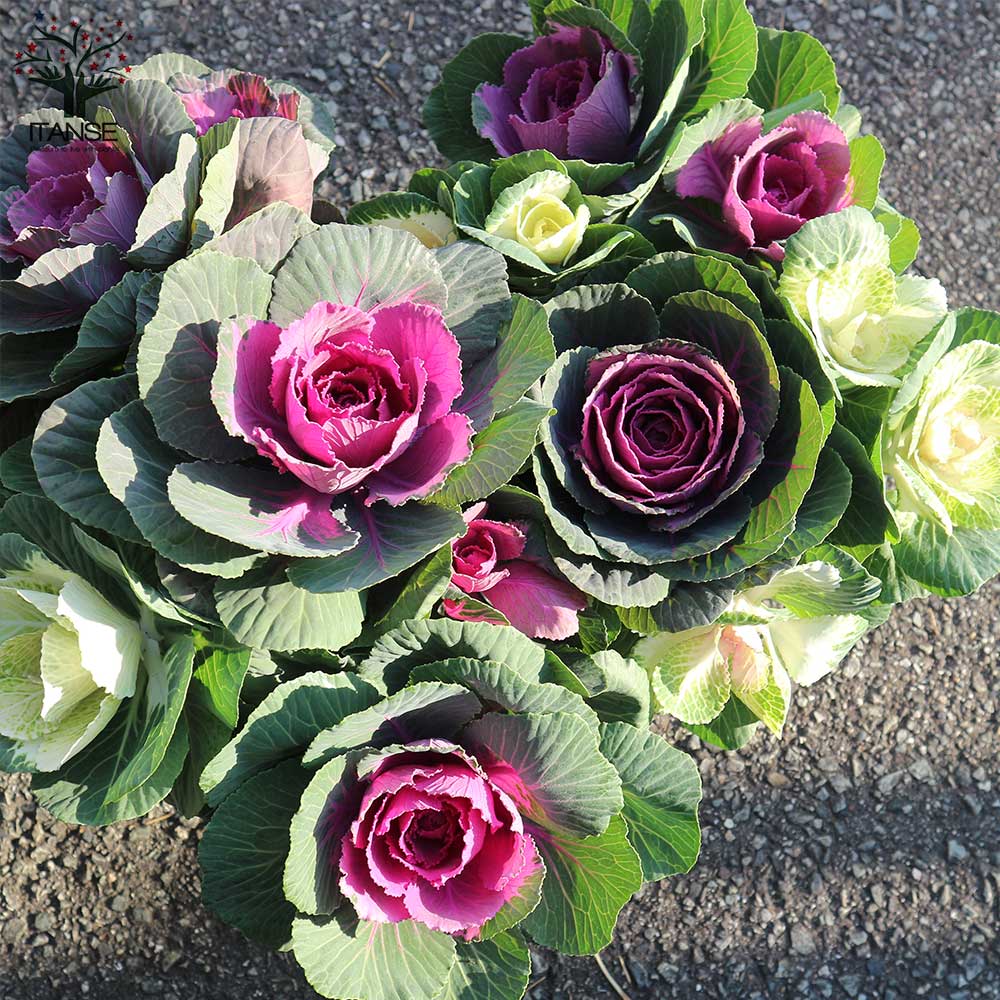 Itanse良品ｾﾚｸﾄ通販