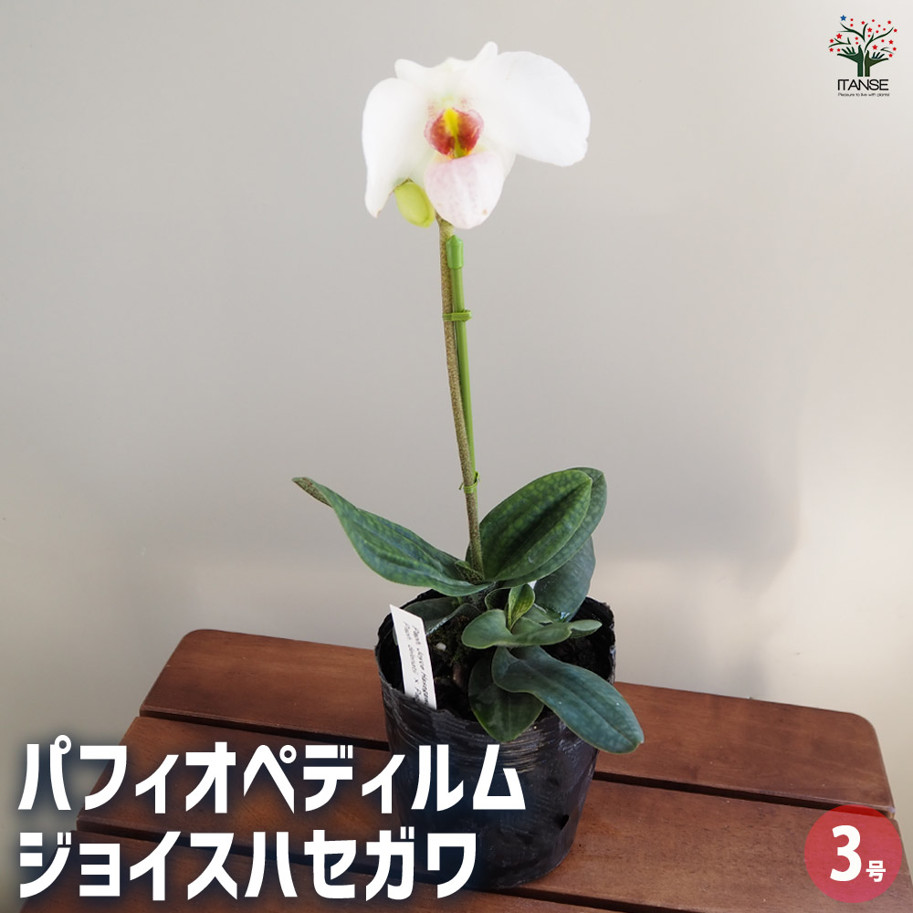 パフィオペディルム大図鑑 魅惑の原種120」 Amazon.co.jp