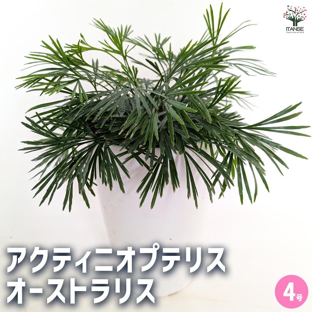 アクティニオプテリス オーストラリス 【観葉植物 4号】｜ 【植物の