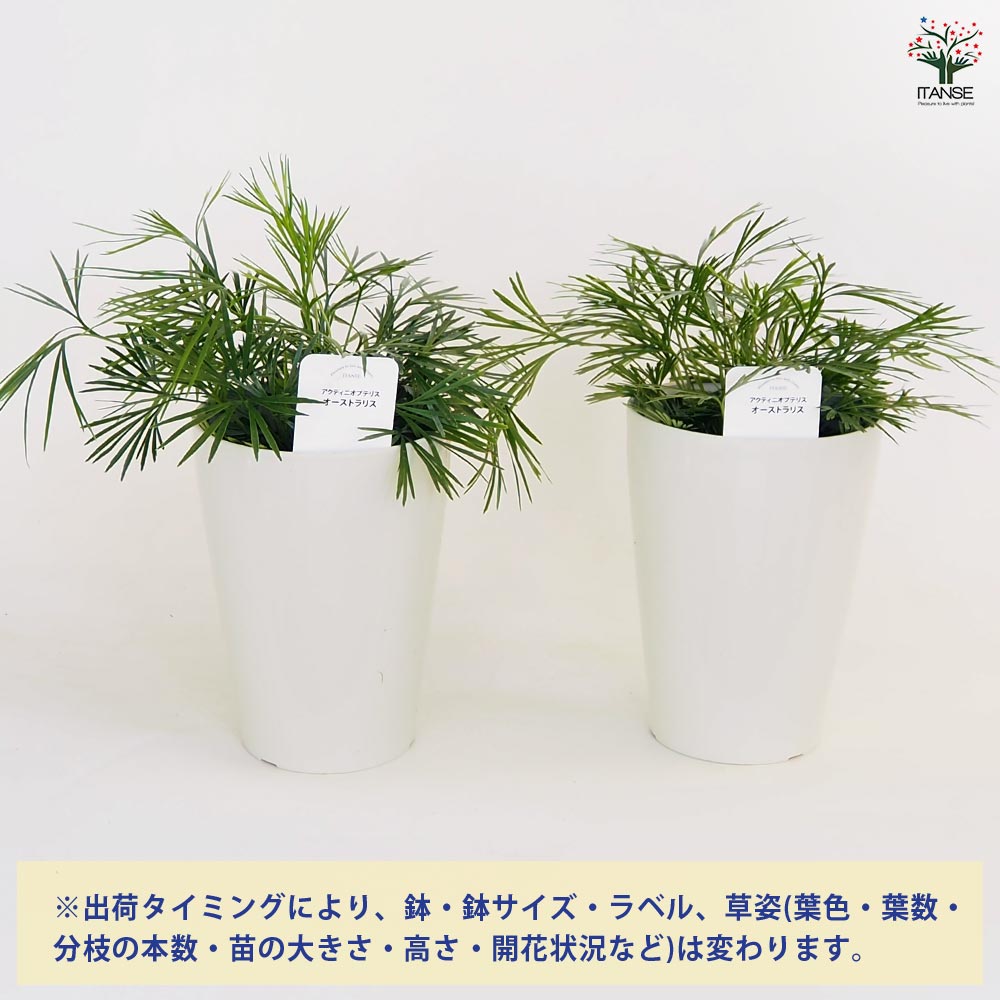 アクティニオプテリス オーストラリス 【観葉植物 4号