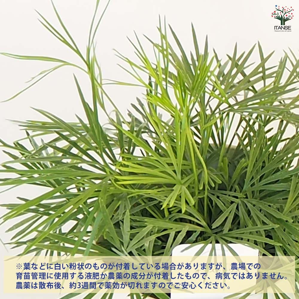 アクティニオプテリス オーストラリス 【観葉植物 4号】